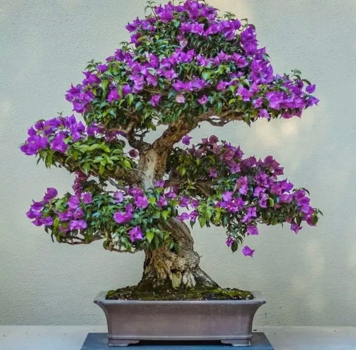 Purple Flowering Bonsai Tree Seeds: Easy to Grow Garden and House Plant