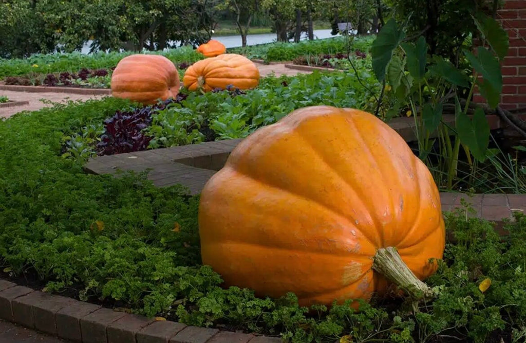 XXXL Pumpkin seeds, Atlantic Giant, amazing gift for plant lovers and gardeners, fun & easy to grow, Halloween, can be grown in all zones