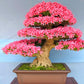 Pink Flowering Bonsai Tree seeds, fun and easy to grow, fast growing, an amazing gift, Pink mini tree, Pink Judas Tree, fast shipping