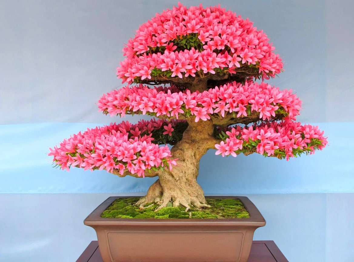 Pink Flowering Bonsai Tree seeds, fun and easy to grow, fast growing, an amazing gift, Pink mini tree, Pink Judas Tree, fast shipping