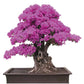 Pink Flowering Bonsai Tree seeds, fun and easy to grow, fast growing, an amazing gift, Pink mini tree, Pink Judas Tree, fast shipping