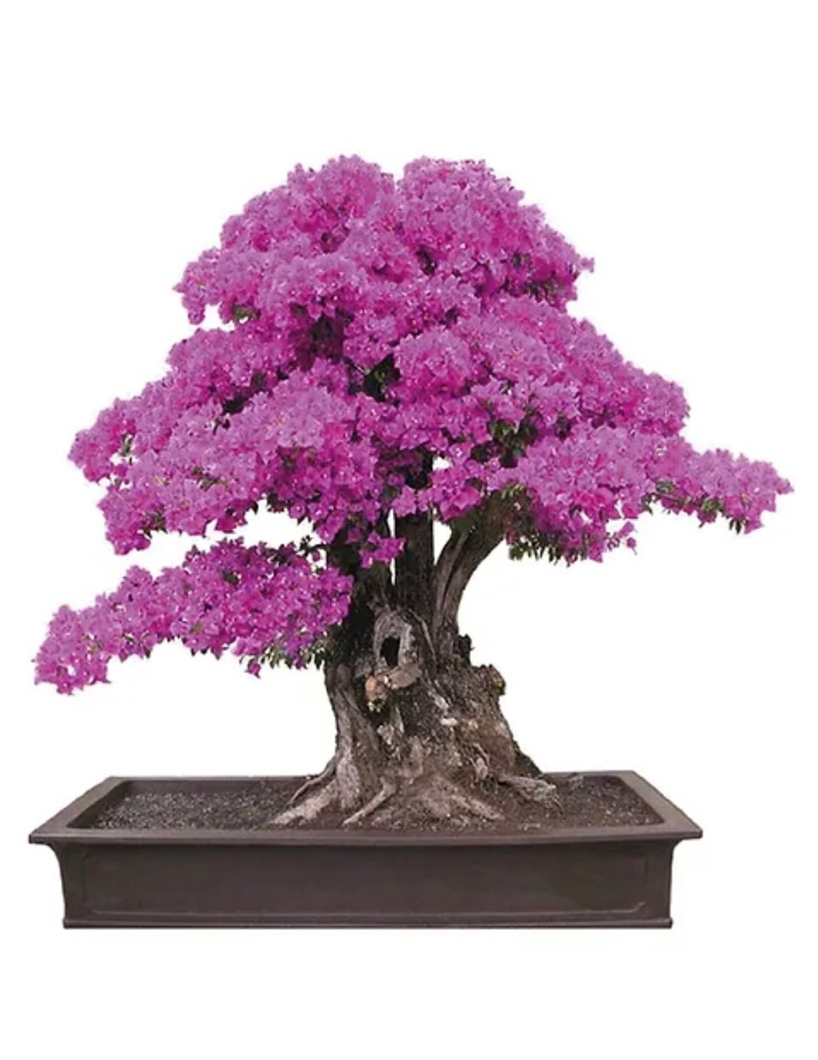 Pink Flowering Bonsai Tree seeds, fun and easy to grow, fast growing, an amazing gift, Pink mini tree, Pink Judas Tree, fast shipping