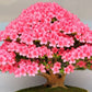 Pink Flowering Bonsai Tree seeds, fun and easy to grow, fast growing, an amazing gift, Pink mini tree, Pink Judas Tree, fast shipping