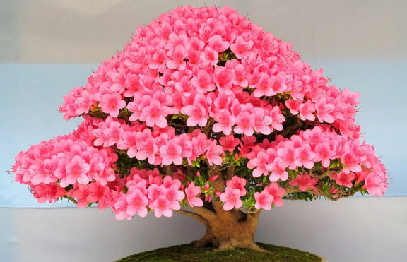 Pink Flowering Bonsai Tree seeds, fun and easy to grow, fast growing, an amazing gift, Pink mini tree, Pink Judas Tree, fast shipping