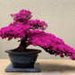 Pink Flowering Bonsai Tree seeds, fun and easy to grow, fast growing, an amazing gift, Pink mini tree, Pink Judas Tree, fast shipping