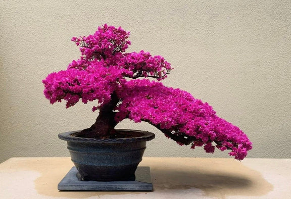 Pink Flowering Bonsai Tree seeds, fun and easy to grow, fast growing, an amazing gift, Pink mini tree, Pink Judas Tree, fast shipping