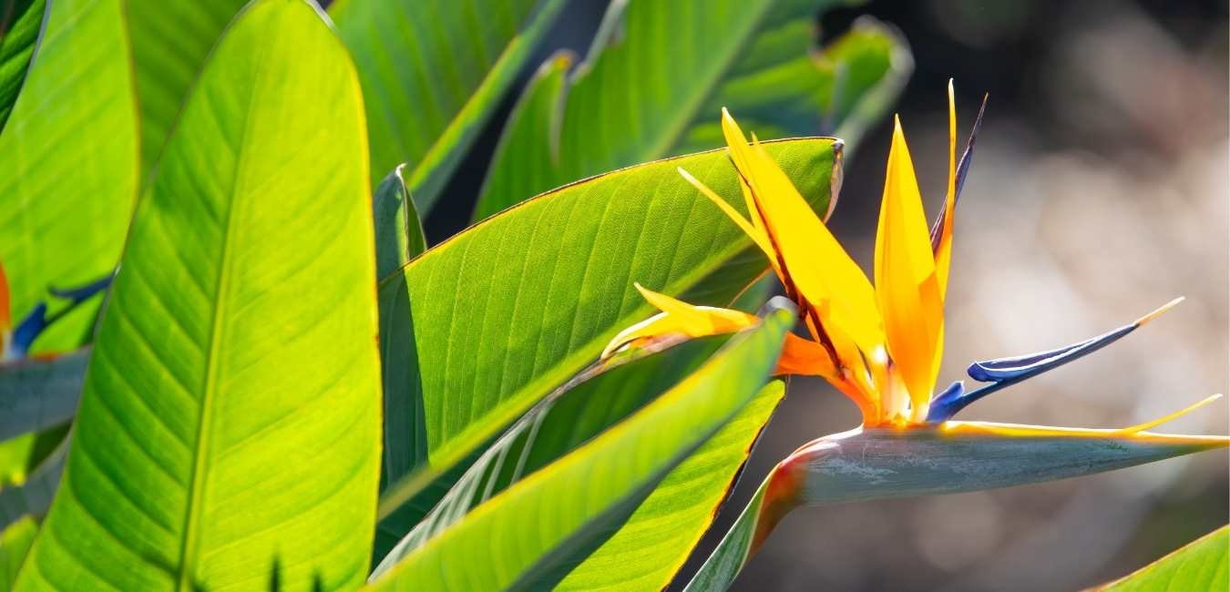 Bird of Paradise seeds, amazing colours, fun and easy to grow, tropical house plant, organic, a lovely gift, fast shipping