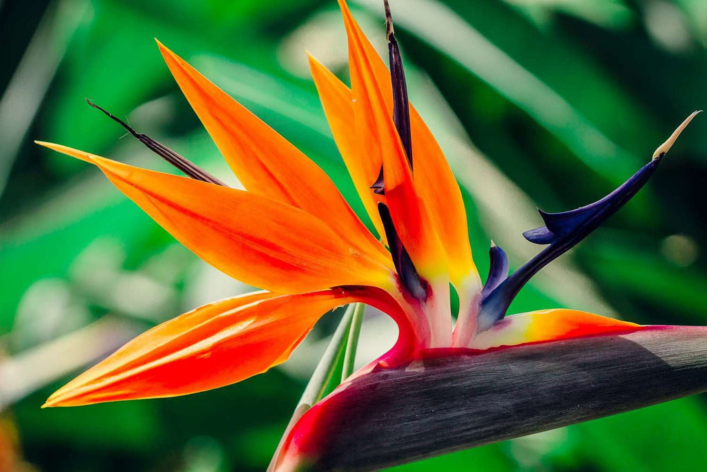 Bird of Paradise seeds, amazing colours, fun and easy to grow, tropical house plant, organic, a lovely gift, fast shipping