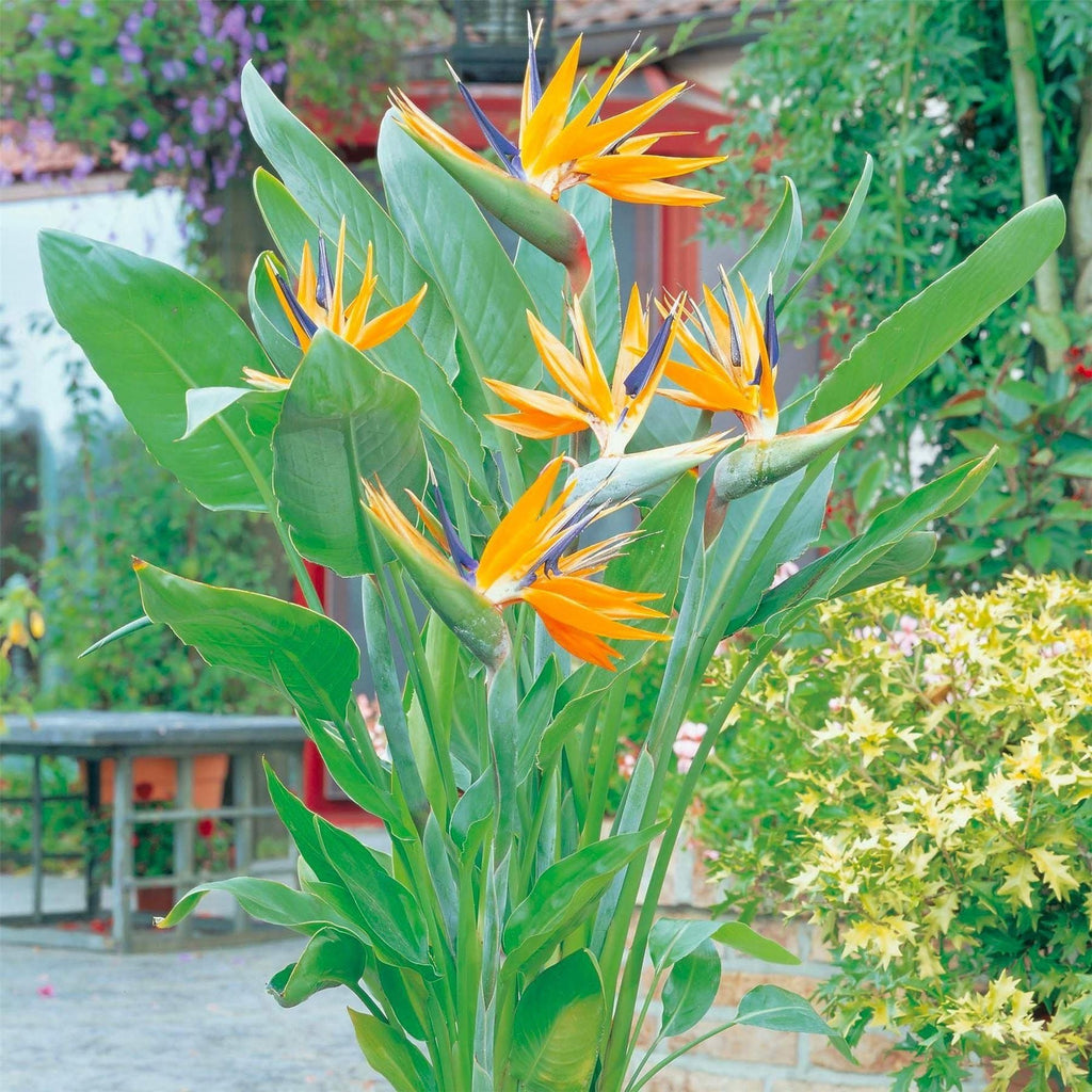 Bird of Paradise seeds, amazing colours, fun and easy to grow, tropical house plant, organic, a lovely gift, fast shipping