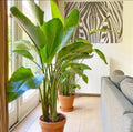 Bird of Paradise seeds, amazing colours, fun and easy to grow, tropical house plant, organic, a lovely gift, fast shipping