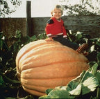 XXXL Pumpkin seeds, Atlantic Giant, amazing gift for all plant lovers gardeners Halloween grow in all zones kids love these organic non GMO