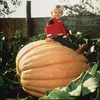 XXL Atlantic Giant Pumpkin Seeds: Organic Gardening, Fruit & Vegetables, WORLD record!