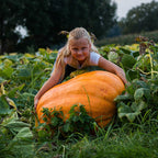 XXL Atlantic Giant Pumpkin Seeds: Organic Gardening, Fruit & Vegetables, WORLD record!