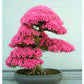 Pink Flowering Bonsai Tree seeds, fun and easy to grow, fast growing, an amazing gift, Pink mini tree, Pink Judas Tree, fast shipping