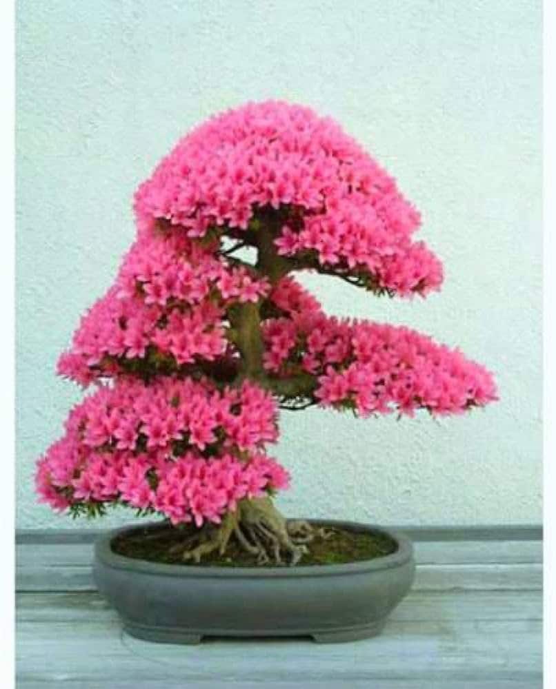 buy flowering bonsai tree Pink Flowering Bonsai Tree seeds, fun and easy to grow, fast growing, – Helen's Greenhouse