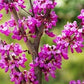 Pink Flowering Bonsai Tree seeds, fun and easy to grow, fast growing, an amazing gift, Pink mini tree, Pink Judas Tree, fast shipping