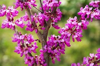 Pink Flowering Bonsai Tree seeds, fun and easy to grow, fast growing, an amazing gift, Pink mini tree, Pink Judas Tree, fast shipping