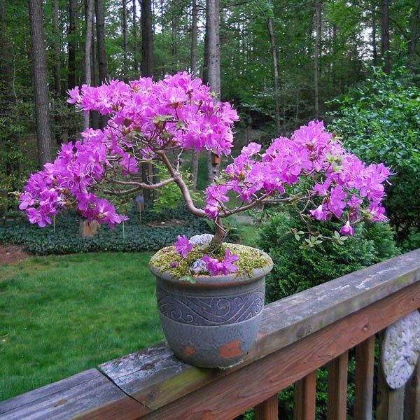 Pink Flowering Bonsai Tree seeds, fun and easy to grow, fast growing, an amazing gift, Pink mini tree, Pink Judas Tree, fast shipping