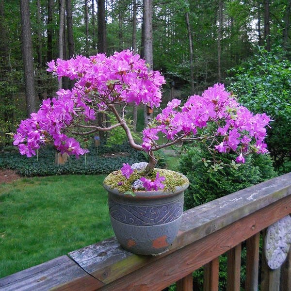 flowering bonsai trees Pink Flowering Bonsai Tree seeds, fun and easy to grow, fast growing, – Helen's Greenhouse