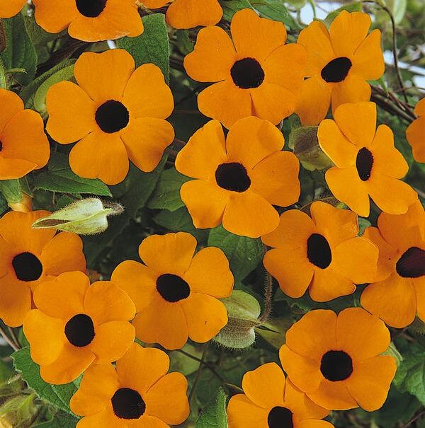 Black Eyed Susan seeds, Thunbergia Alata, amazing colours, fun and easy to grow, gift for him and her, gardening, fast shipping