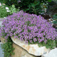 Creeping Wild Thyme seeds, perennial frost hardy ground cover magic carpet best gift for him her home decor teacher gifts DIY gardening