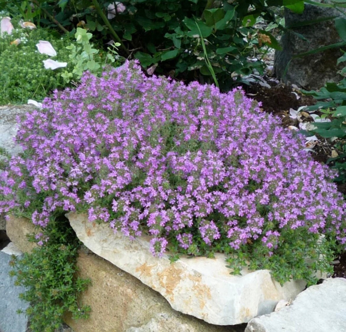 Creeping Wild Thyme seeds, beautiful ground cover, magic carpet, fun and easy to grow, gift for him and her, gardening, fast shipping