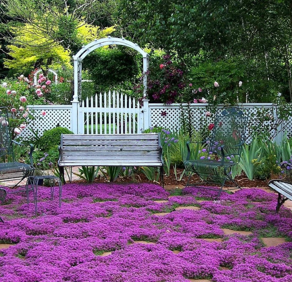 Creeping Wild Thyme seeds, perennial frost hardy ground cover magic carpet, gift for him her mom dad home decor teacher gifts DIY gardening