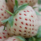 White Strawberry seeds, amazing colour and taste, fun & easy to grow, gift for him and her, organic, Creme Strawberries, fast shipping