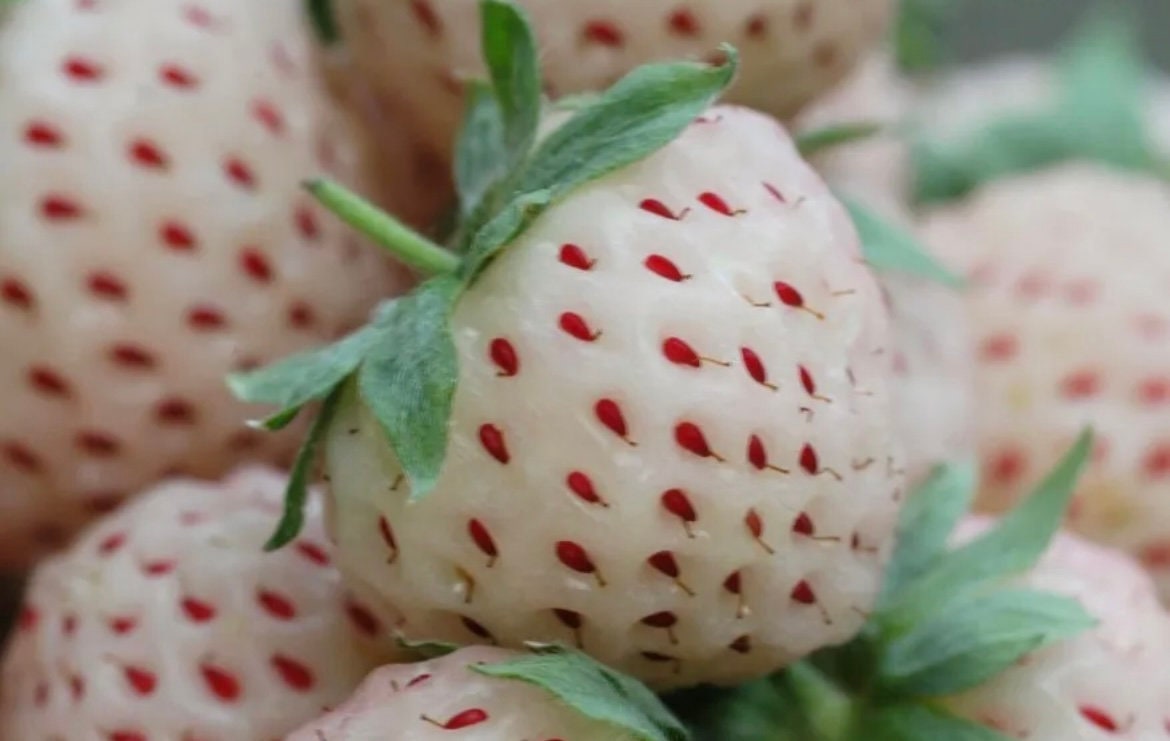 White Strawberry seeds, amazing colour and taste, fun & easy to grow, gift for him and her, organic, Creme Strawberries, fast shipping
