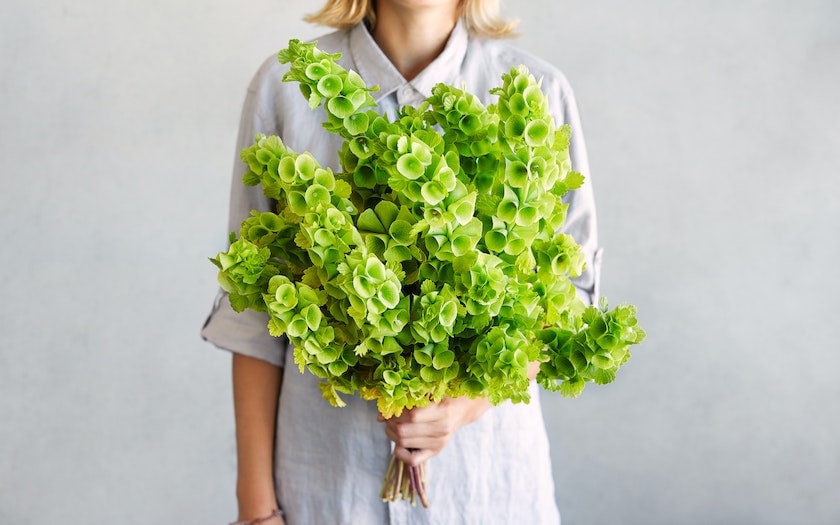 Bells of Ireland seeds, Irish Bells, amazing colour, fun & easy to grow, gift for him and her, organic, gardening, fast shipping