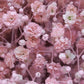 Pink Baby Breath Flower seeds, Rose Baby's Breath Flowers, amazing colour, easy to grow, gift for him & her, gardening, fast shipping