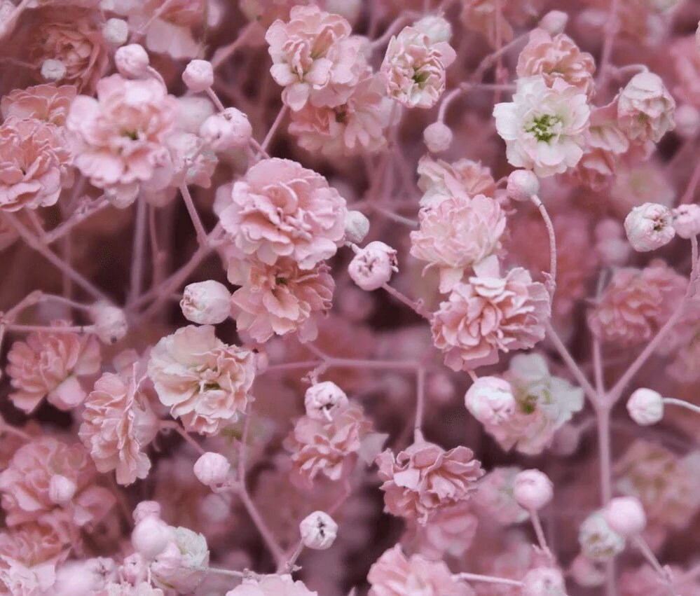 Pink Baby Breath Flower seeds, Rose Baby's Breath Flowers, amazing colour, easy to grow, gift for him & her, gardening, fast shipping