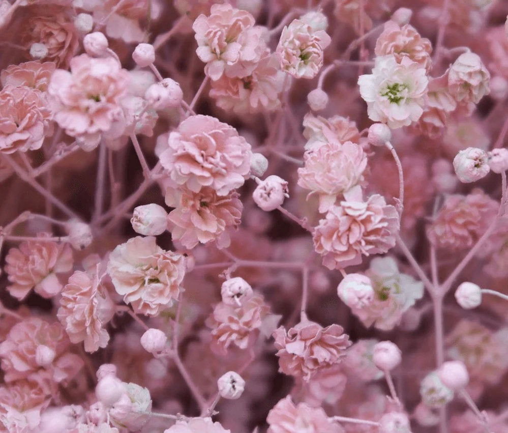Pink Baby Breath seeds, Rose Baby's Breath Flowers, amazing colour, easy to grow, gift for him and her, wedding, gardening, fast shipping