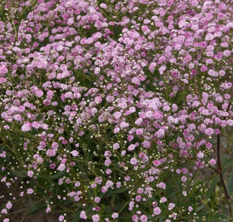 Pink Baby Breath Flower seeds, Rose Baby's Breath Flowers, amazing colour, easy to grow, gift for him & her, gardening, fast shipping