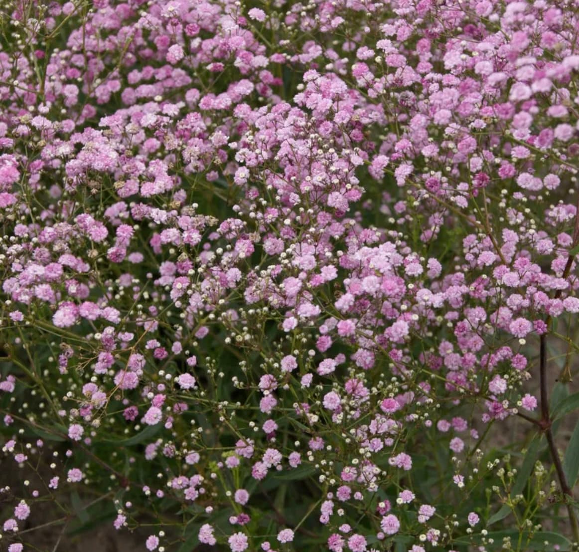 Pink Baby Breath seeds, Rose Baby's Breath Flowers, amazing colour, easy to grow, gift for him and her, wedding, gardening, fast shipping
