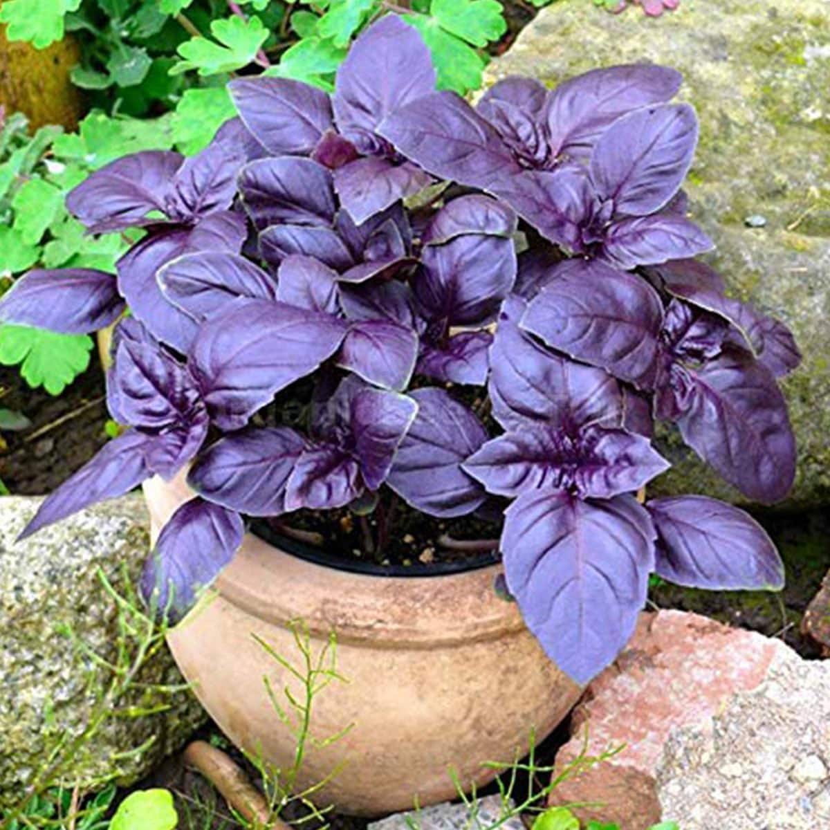 Purple Basil seeds, Black Opal, Dark Opal, amazing colour, fun & easy to grow, gift for him and her, organic, gardening, fast shipping
