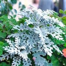Diamond Dusty Miller seeds, amazing colour, fun & easy to grow, indoor and outdoor plant, organic, gardening, unique gift, fast shipping