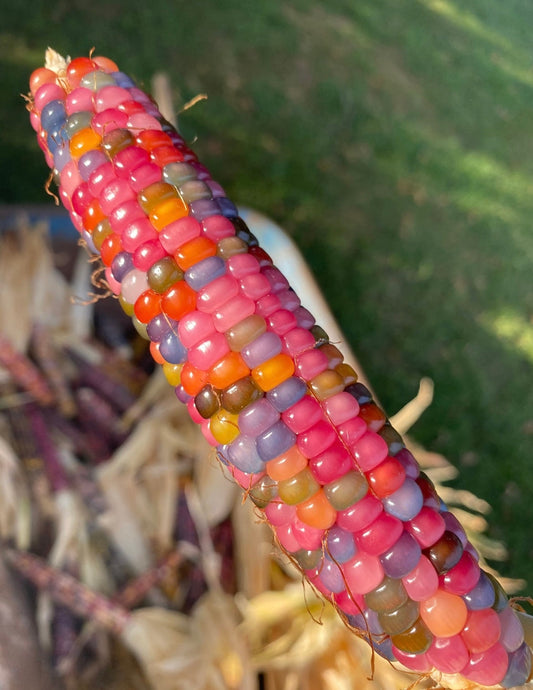 Glass Gem Corn seeds, amazing bright colours, fun and easy to grow, gift idea, edible and decorative, organic, fast shipping