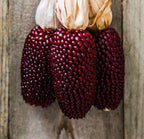 Strawberry Glass Gem Corn seeds, amazing bright colours, fun & easy to grow, gift idea, edible and decorative, can be grown in all zones