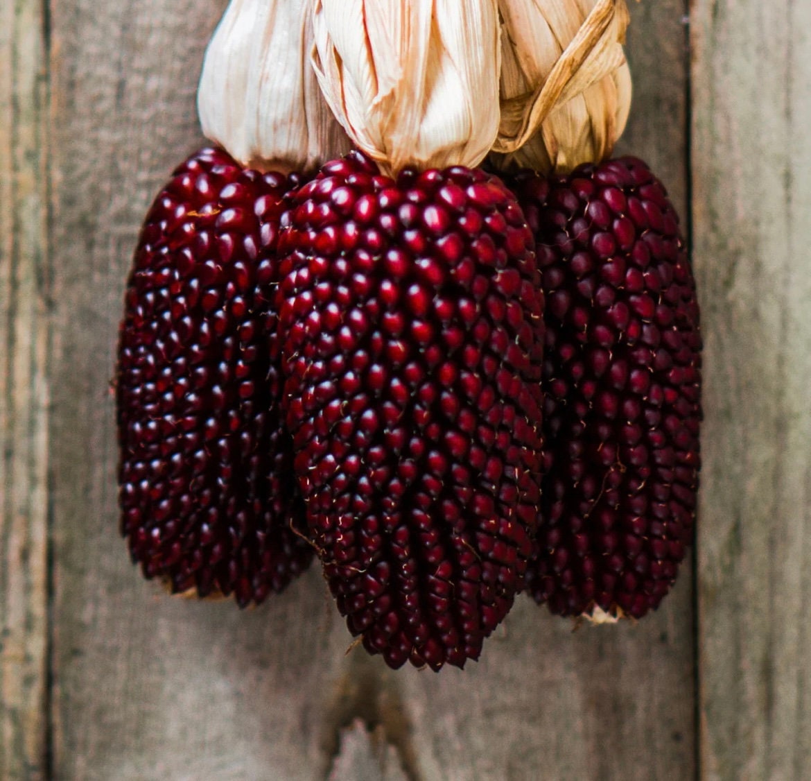 Strawberry Glass Gem Corn seeds, amazing bright colours, fun & easy to grow, gift idea, edible and decorative, can be grown in all zones