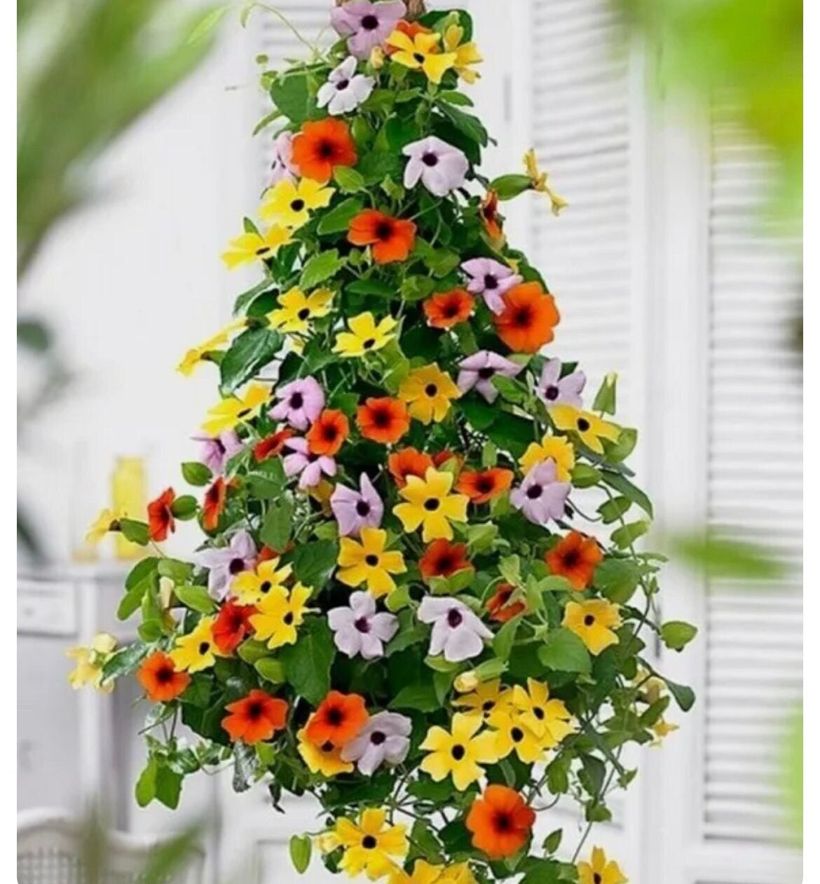 Colourful Black Eyed Susan Seeds: Thunbergia Flowering Plant, Climbing Vining Flowers, Easy to Grow