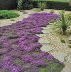 Creeping Wild Thyme seeds, perennial frost hardy ground cover magic carpet, gift for him her mom dad home decor teacher gifts DIY gardening