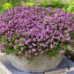 Creeping Wild Thyme seeds, perennial frost hardy ground cover magic carpet best gift for him her home decor teacher gifts DIY gardening