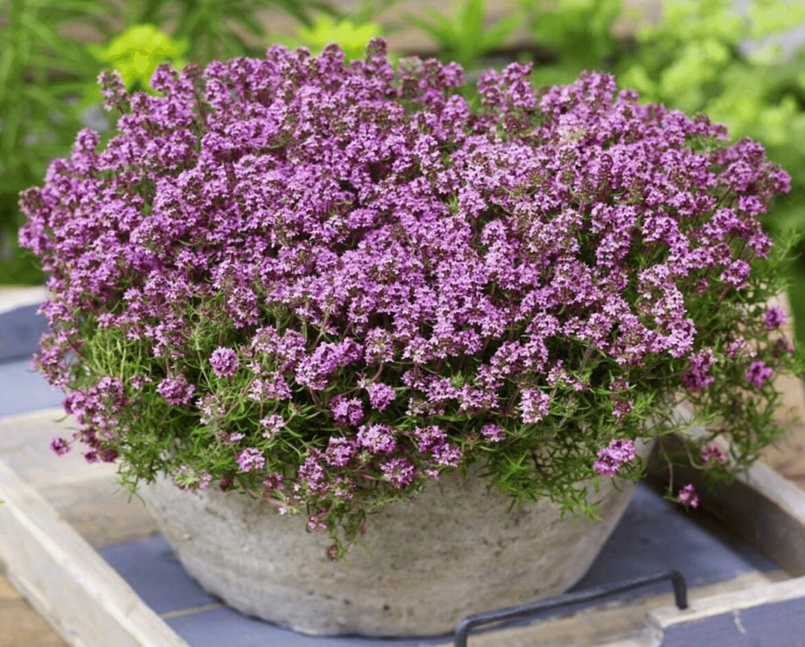Creeping Wild Thyme seeds, beautiful ground cover, magic carpet, fun and easy to grow, gift for him and her, gardening, fast shipping