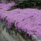 Creeping Wild Thyme seeds, perennial frost hardy ground cover magic carpet best gift for him her home decor teacher gifts DIY gardening