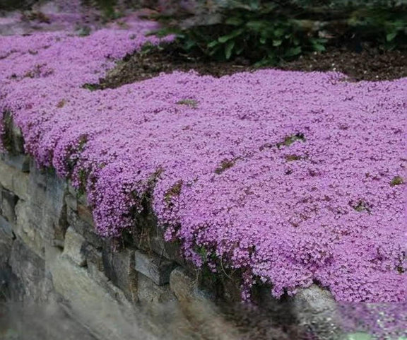 Creeping Wild Thyme seeds, perennial frost hardy ground cover magic carpet best gift for him her home decor teacher gifts DIY gardening