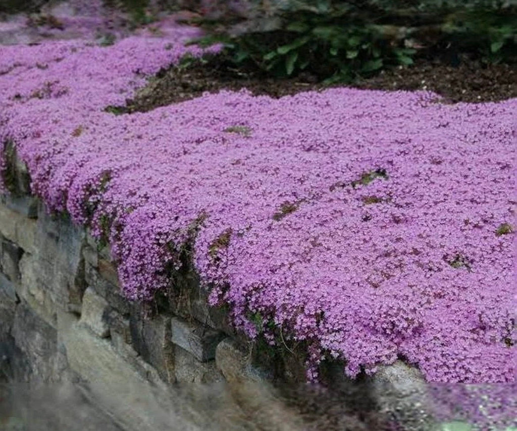 Creeping Wild Thyme seeds, perennial frost hardy ground cover magic carpet, gift for him her mom dad home decor teacher gifts DIY gardening