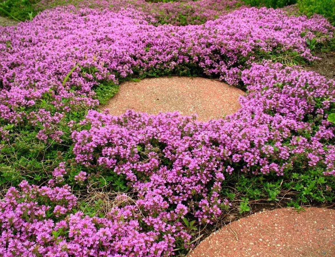 Creeping Wild Thyme seeds, beautiful ground cover, magic carpet, fun and easy to grow, gift for him and her, gardening, fast shipping