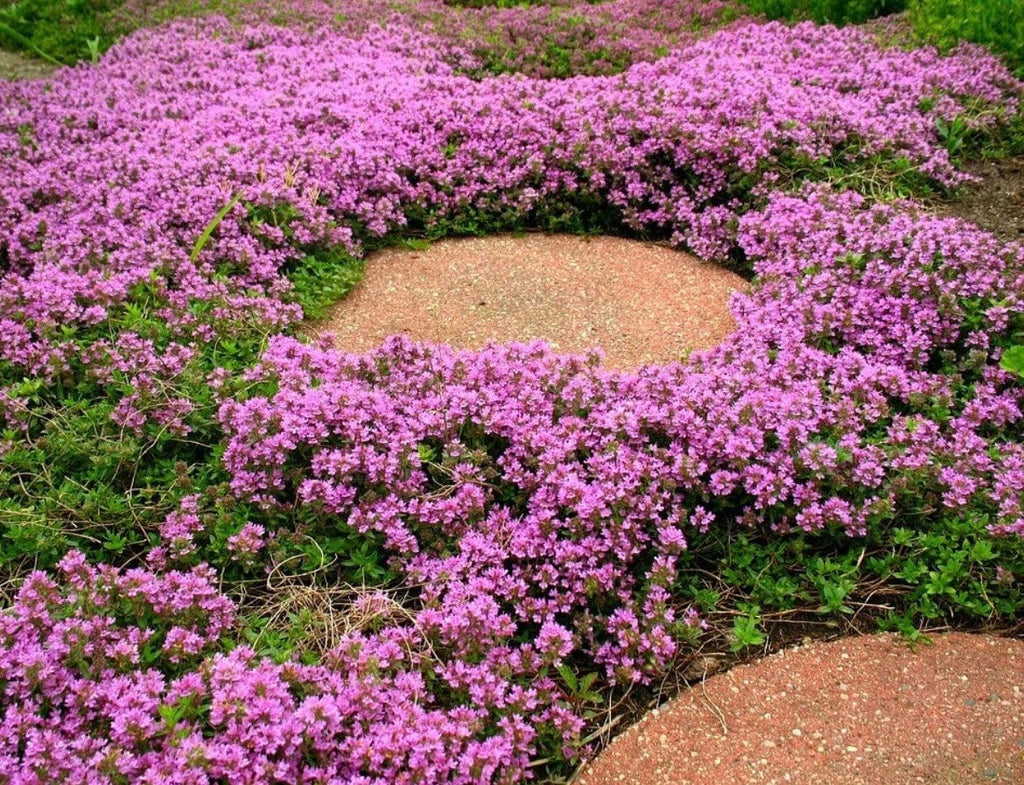 Creeping Wild Thyme seeds, perennial frost hardy ground cover magic carpet, gift for him her mom dad home decor teacher gifts DIY gardening