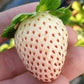 White Strawberry seeds, amazing colour and taste, fun & easy to grow, gift for him and her, organic, Creme Strawberries, fast shipping